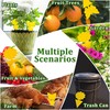 Fruit Fly Traps Indoor Fungus Gnat Trap 48PCS for Plants