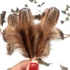 100pcs Brown Pheasant Feathers 2-3 Inches Fluffy Spotted Plumage Feather