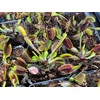 Venus Flytrap Akai Ryu - Red Dragon Venus Flytrap -