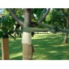 Kubinec 250' Tree Tie Strap Staking and Guying Material 2000