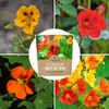 Nasturtium Seeds – Mixed Colors – Extra Large Packet –