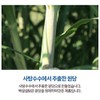 Korean Beksul Fine Quality Sugar 2.2lb 백설 설탕 (Brown Sugar)