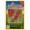 Everwilde Farms - 1000 Scarlet Sage Native Wildflower Seeds -
