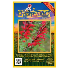Everwilde Farms - 1000 Scarlet Sage Native Wildflower Seeds - Gold Vault Jumbo Seed Packet