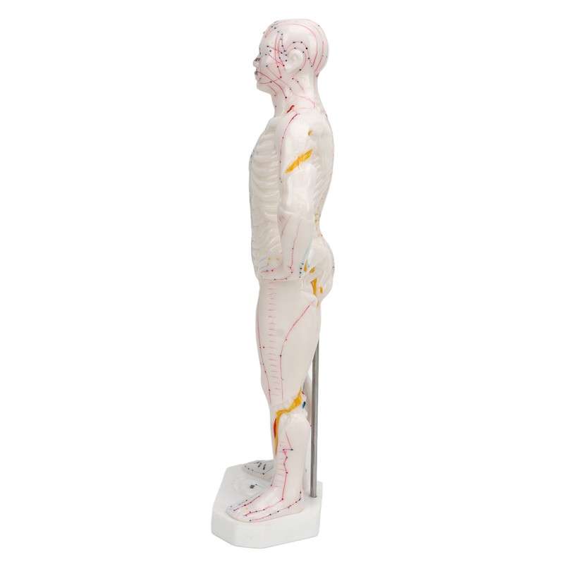 Human Body Acupuncture Model Professional Portable Meridian Points Model for