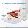 JNMFTD Human Eye Orbital Anatomy Model, 3X Enlarged 12 Parts