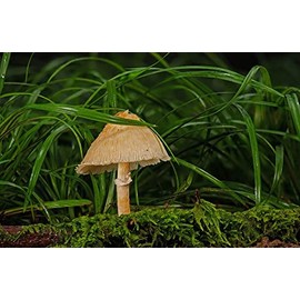 Rompecabezas De Madera Adulto De 1000 Piezas,Hongo Paisaje Rompecabezas Difícil Duro Rompecabezas Grande Rompecabezas Premium Cartón Diy Rompecabezas 
