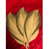 Large tropical leaves -- paper about 9" long by 3"