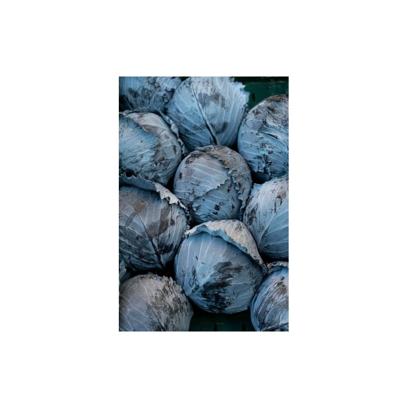 Viridis Hortus - Cabbage Red Drumhead (400) (1.33g's) Vegetable Seeds