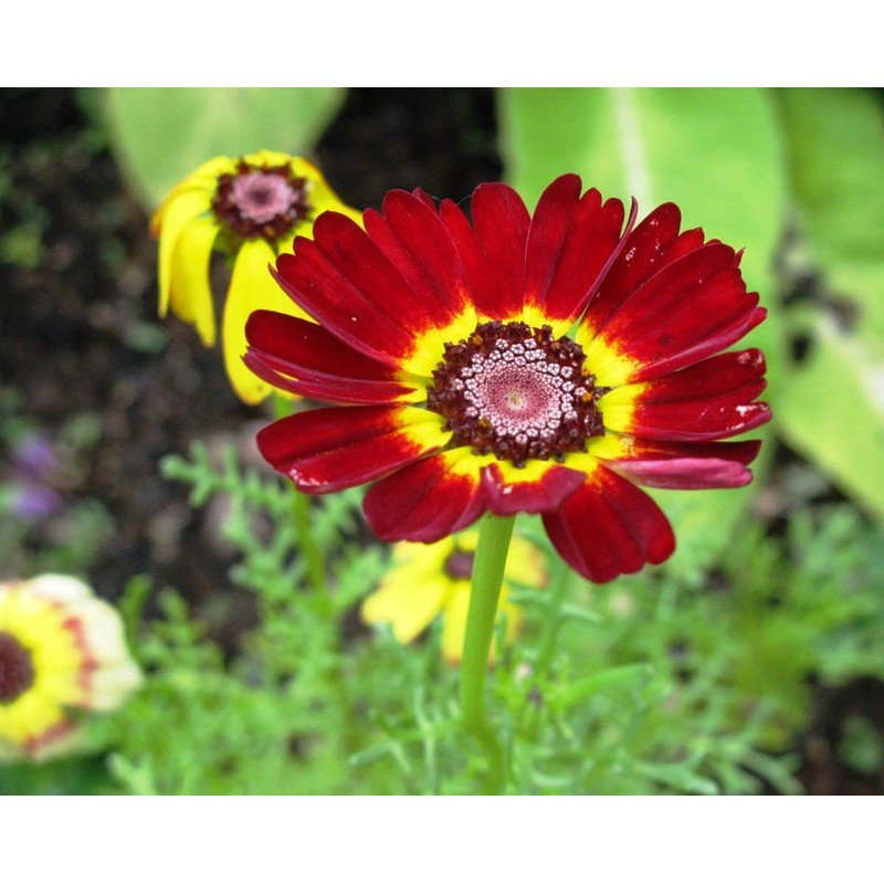 Seeds Multicolor Painted Daisy 100+ Seeds for Planting Chrysanthemum Rainbow
