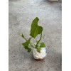 Chayote Plant 1 Chayote Squash Plant 8” With Pot Mirliton