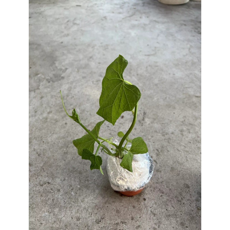 Chayote Plant 1 Chayote Squash Plant 8” With Pot Mirliton