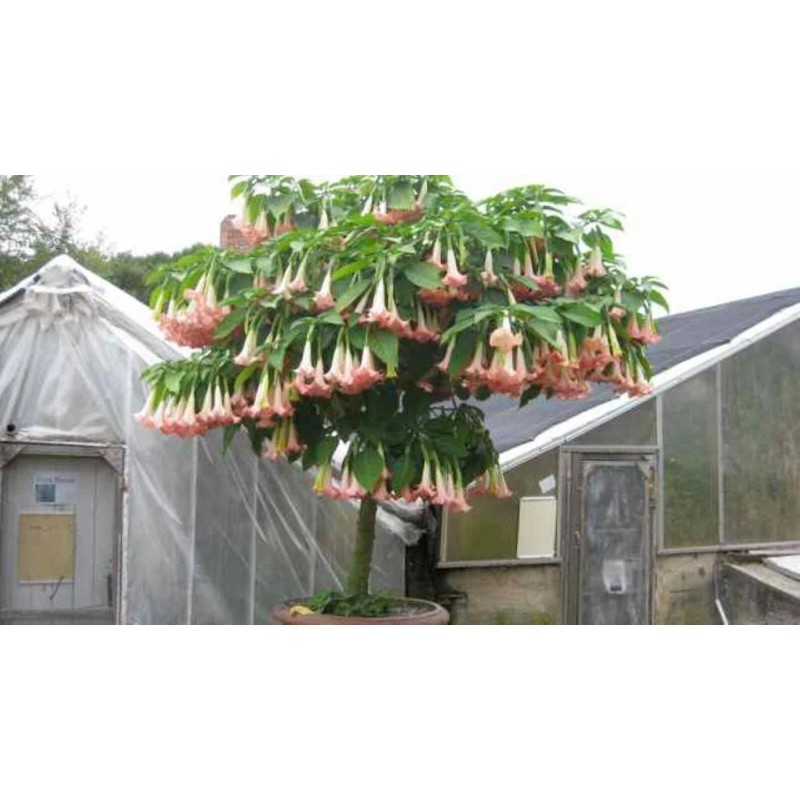 generic Pink Brugmansia, Angel Trumpet, Rooted Live plant 6-14 inches
