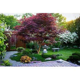 sunshine master Live Japanese Red/Green Maple Bloodgood Tree Well Rooted Plant 1 yo 4"+ Tall - 1 yo Red 4"+ tall