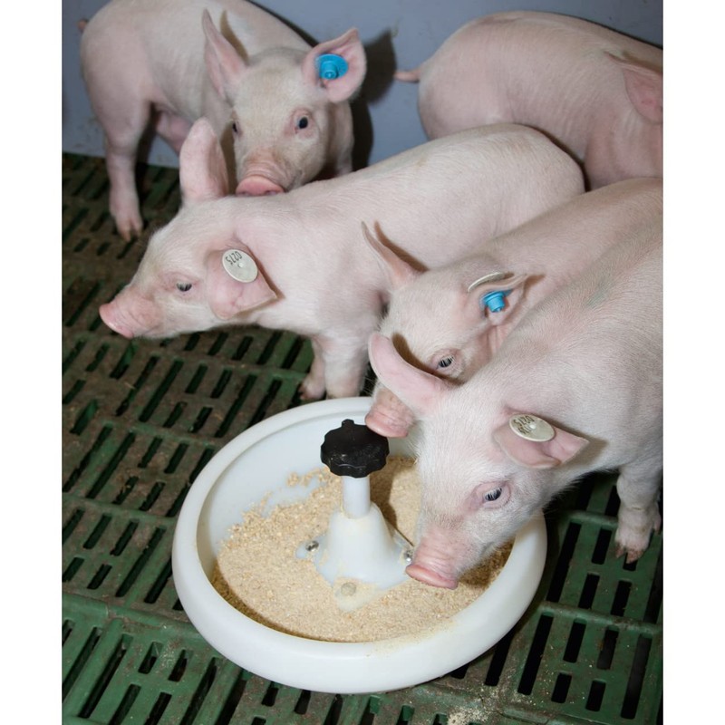 Piglet Bowl Plastic 2.5l with J-Hook