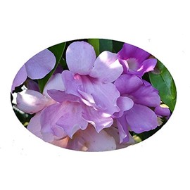 BLUE SKY Tropical Flowering Vine Live Plant Thunbergia grandiflora Lavender Blue Flowers Starter Size 4 Inch Pot Emerald TM