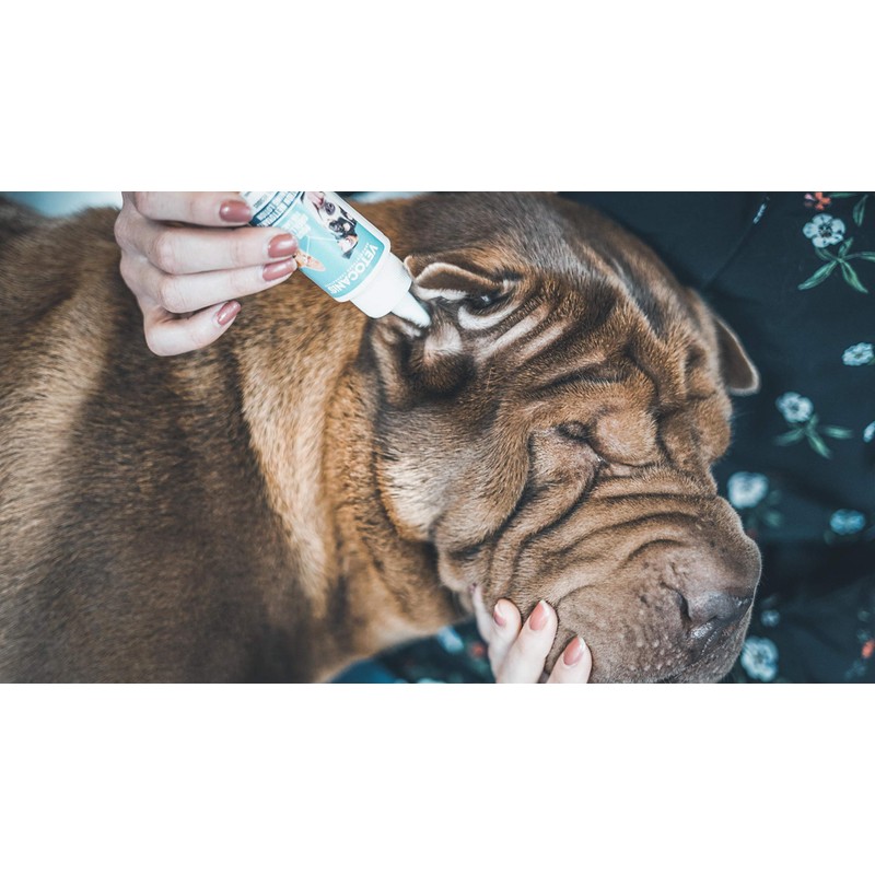 Lotion oreille chien chat