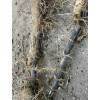 Black Timber Bamboo Nigra Daikokuchiku California Giant Bare Root Plant