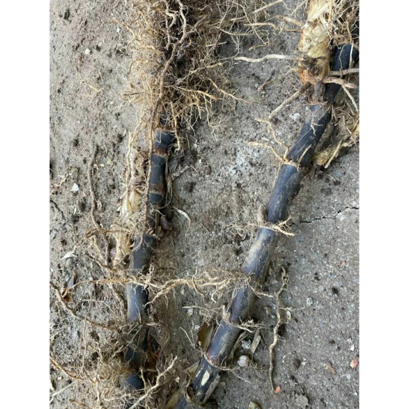 Black Timber Bamboo Nigra Daikokuchiku California Giant Bare Root Plant