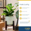 Costa Farms Fiddle Leaf Fig, Live Indoor Floor Plant, Ficus
