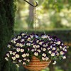 Outsidepride Cool Wave Violet Wing Viola Pansy Seeds for Planting