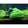 Foreground Potted Live Aquarium Plants | Freshwater Aquatic Plants for