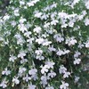 Outsidepride 5000 Seeds Annual White Lobelia Ground Cover Seeds for