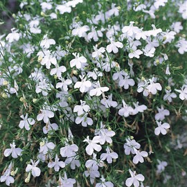 Outsidepride 5000 Seeds Annual White Lobelia Ground Cover Seeds for Planting
