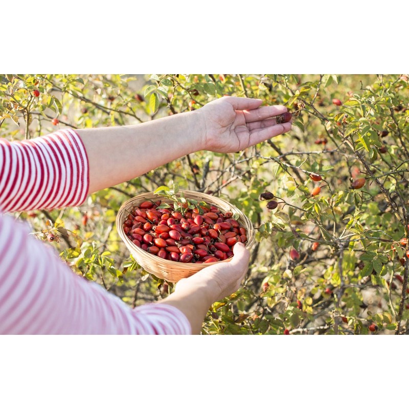 Health Embassy Rosehip Peel (Rosa canina L), 100 g