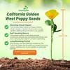 Outsidepride Golden West California Poppy Seeds - 10000 Pieces Annual,