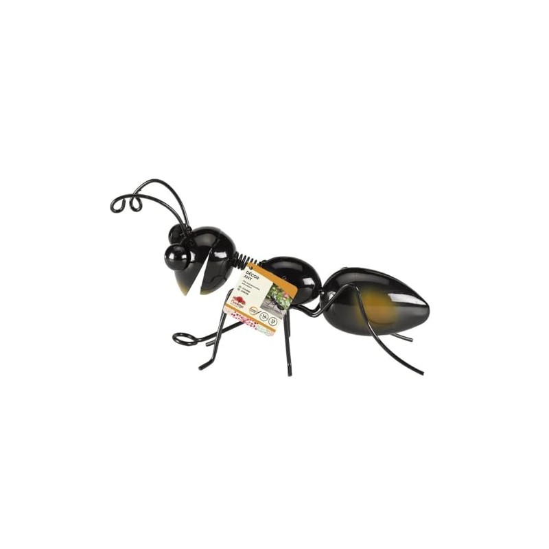 Flamboya Ant