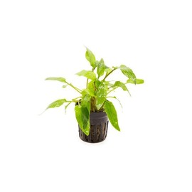 SubstrateSource Cryptocoryne Live Aquarium Plants - Freshwater Plant for Aquariums, Planted Fish Tanks - Beginner Friendly (Wendtii Green, 1 Pot (3-5 Plants))