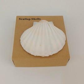 Scallop Shells Sea Shells Decoration, for Baking Shells, Vase Fillers, Crafts DIY Painting Beaching Wedding Decoration, Beach Natural Bulk