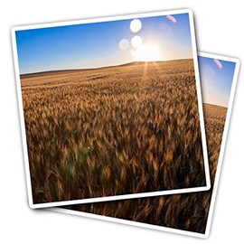 Vinyl Square Stickers (Set of 2) 7.5cm - Wheat Fields Farm Farming North Dakota for Laptops, Tablets, Luggage, Scrap Booking, Fridges #53557