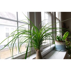 Ponytail Palm - Live Plant in an 8 Inch Pot - Beaucarnea Recurvata - Beautiful Clean Air Indoor Succulent Houseplant