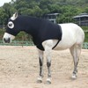 Gallopoff - Capucha elástica de caballo con capucha de licra