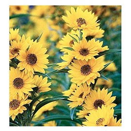 Maximilian Sunflower Seeds - Attracts Bees and Butterflies - Perennial Sunflower Native to North America, Approximtely 600 Seeds