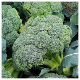 Everwilde Farms - 1/4 Lb Organic Waltham Broccoli Seeds - Gold Vault