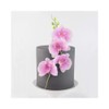 FMM Moth Orchid
