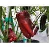 Large Sweet Antigua Sweet Pepper 10+ Seeds