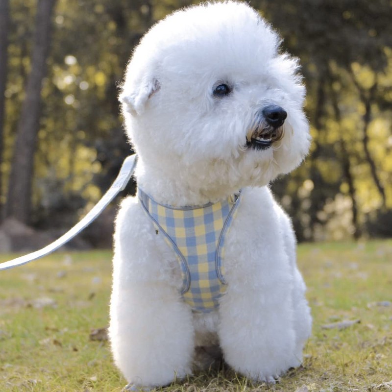 Kuveela Pet Harness and Leash Set, for Dogs and Cats,