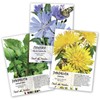 Seed Needs, Dandelion Seed Collection (3 Individual Packets) Non-GMO