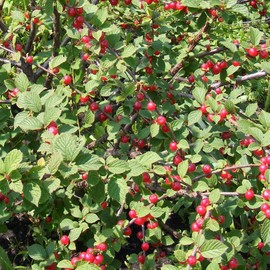 Prunus Tomentosa Seeds Nanking Cherry, Manchu Cherry Deciduous Shrub Ornamental Fragrant Flowers Edible Fruit Used in Jams, Jellies Garden Outdoor 10Pcs Shrub Seeds by YEGAOL Garden