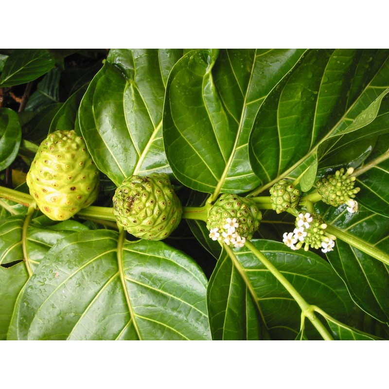 Noni Honey - 100% Pure, Raw, Unfiltered, Unprocessed - 12oz