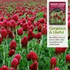 Crimson Clover Seed for Planting - 5 Packets with Instructions