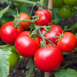 TomorrowSeeds - Moneymaker Vine Tomato Seeds - 300+ Count - for 2025 Planting Indeterminate Tomatoes Cordon Non-GMO USA Garden Vegetable Fruit Grow Your Own Home Farm Patio Healthy Sustainable Living