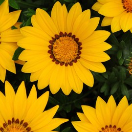 New Day Series Gazania Flower Garden Seeds - Yellow - 100 Seeds - Annual Flower Gardening Seeds - Gazania splendens