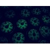 Pack of 12 Fluorescent Luminous Compass 1.4 cm