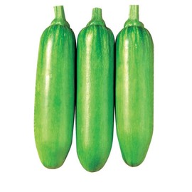 Squash Seeds - Korean, Summer - King Ka Ae - Hybrid - 1 Oz ~200 Seeds - Non-GMO, F1 Hybrid - Asian Garden Vegetable