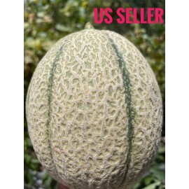 Southeast Seeds Melon Seeds,Cantalou
